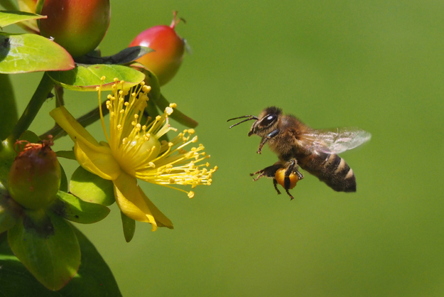 Bee flying to land on a yellow flower.