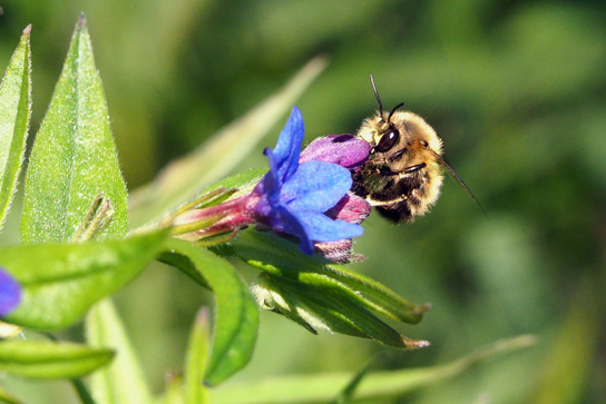 Bee getting pollen from a blue flower.