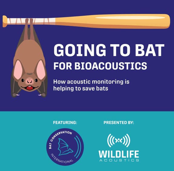 Going to Bat for Bioacoustics: How Acoustic Monitoring is Helping to Save Bats – Webinar Round-up