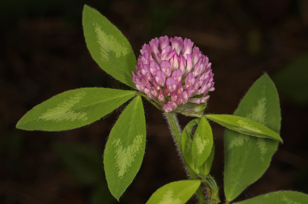 A pink clover, made of multiple smaller flowers, takes a globular shape. It is surrounded by three hairy leaflets with a lighter 'v' shape in the middle