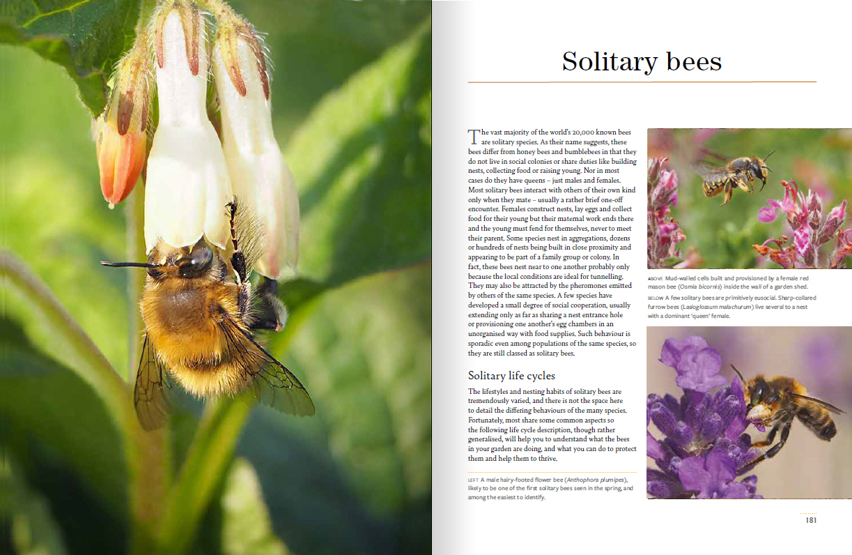 Beekeeping for gardeners internal page showing an image of a solitary bee on a flower on the left hand page and text about solitary bees on the right hand page.