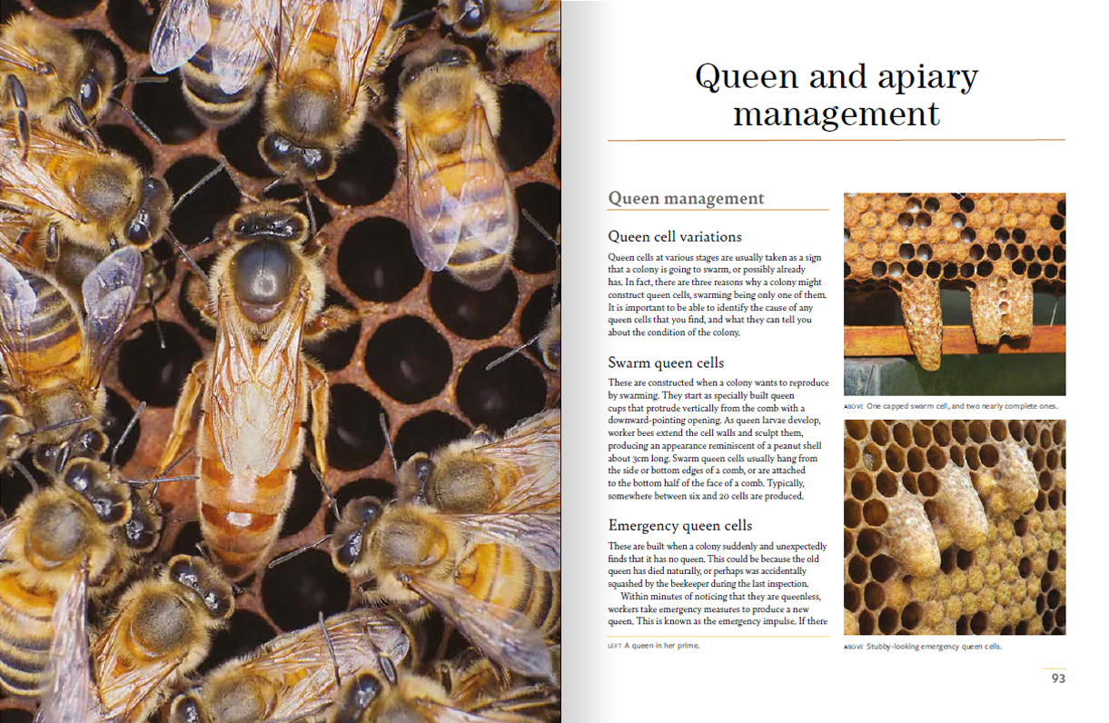 Beekeeping for Gardeners, page 92-93 showing a close up of bees on a hive.