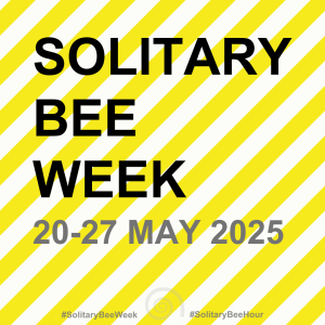 Solitary Bee Week 2025