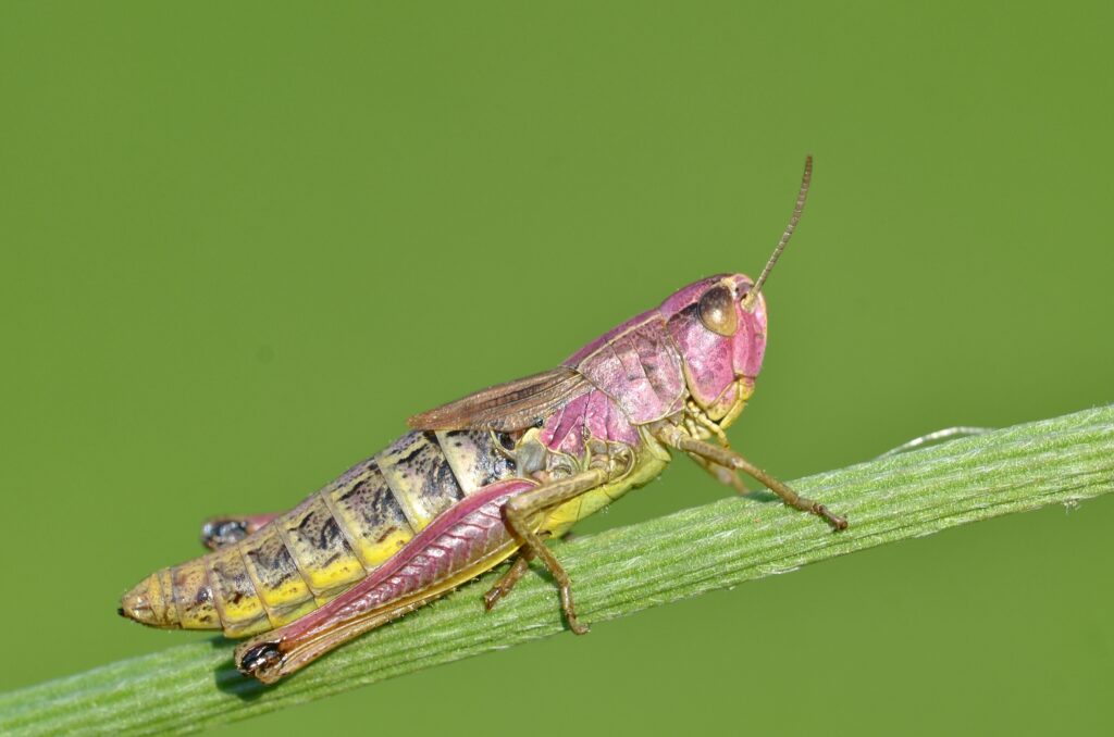 A grasshopper on a green stem, it has a vibrant pink head, thorax and back legs. It has a green underbelly and black/yellow striping on its abdomen. Its wings are very short. 