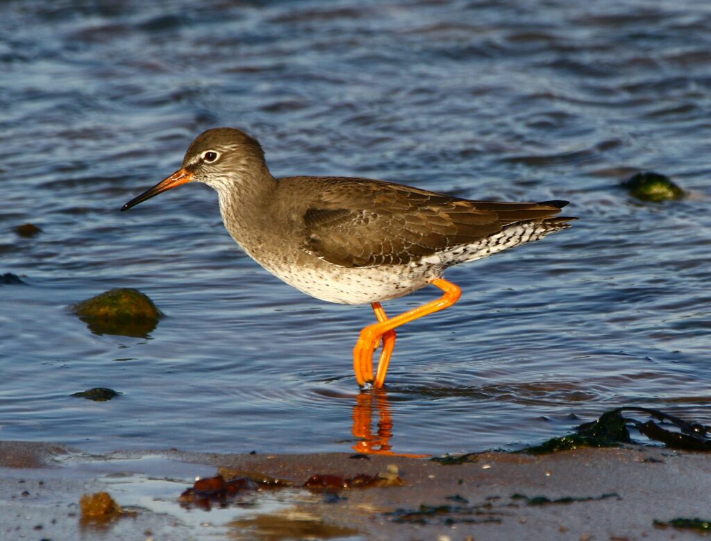 A brown-grey bird with a white belly and throat is standing in the water with one leg. It has a bright orange beak and bright orange legs and feet