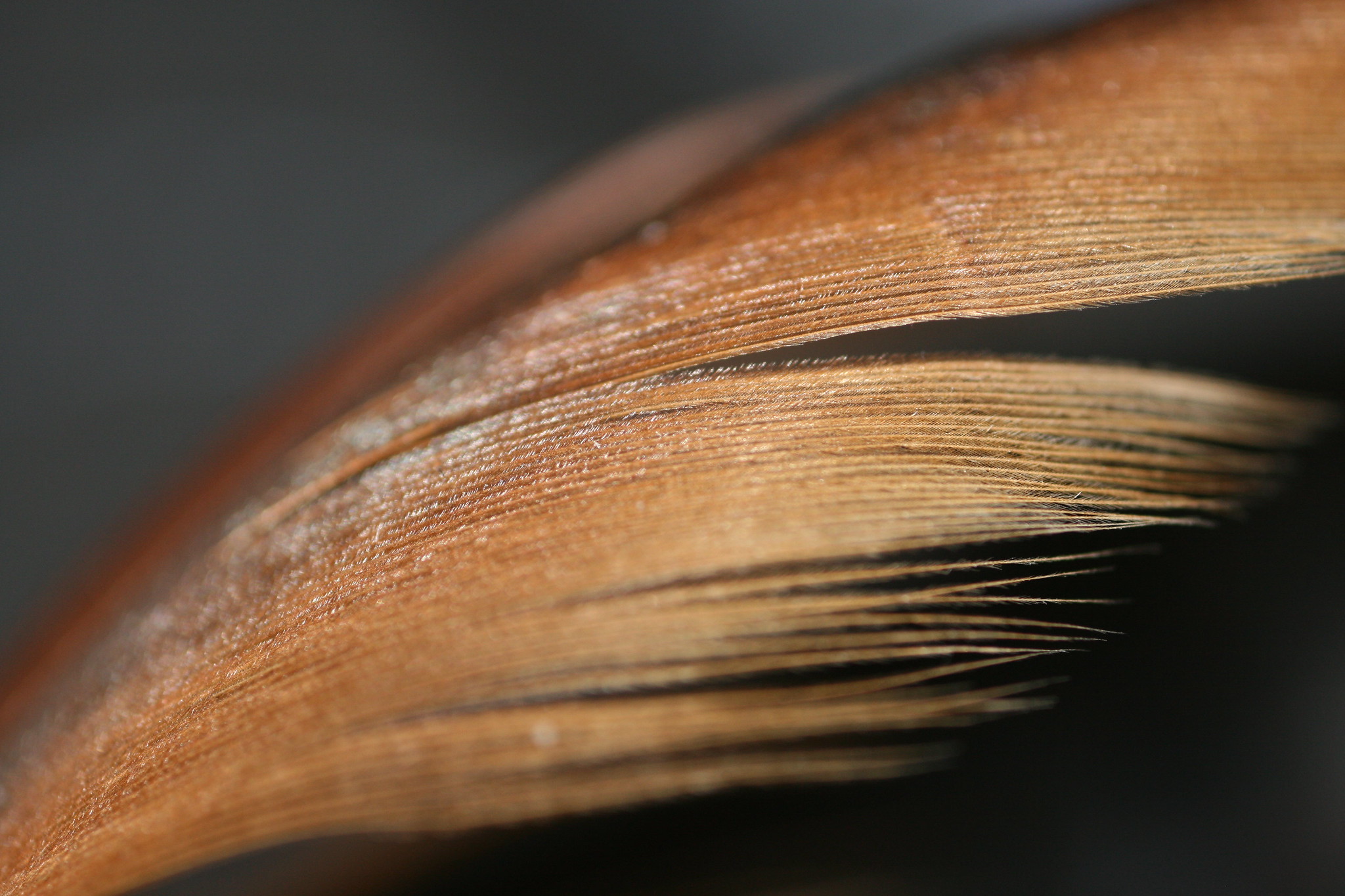 Close up of an orange feather.