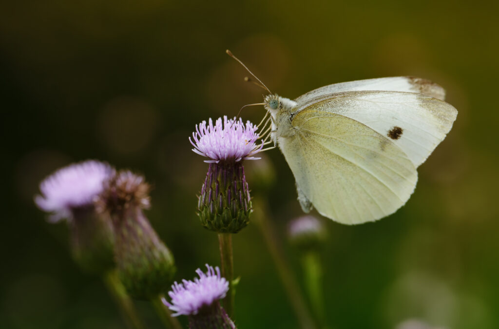 A creamy white butterfly feeding on a thistle