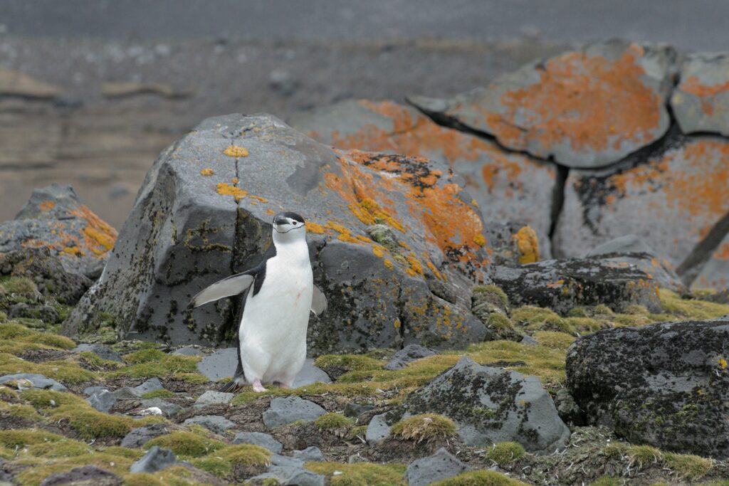 A small penguin is standing on rocky ground with moss on it, its wings are outstretched and it is facing the camera