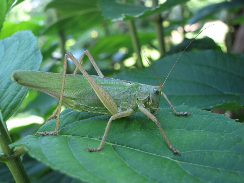 A large green cricket is resting on a leaf. It has long, slightly yellow legs and its green wings extend further than the abdomen