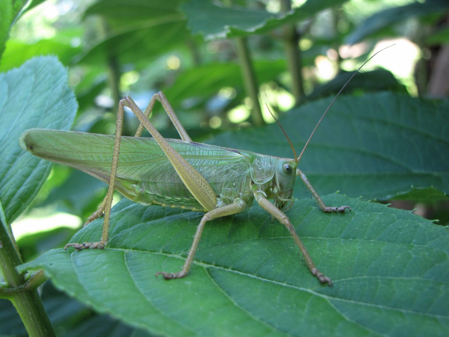 The NHBS Guide to Grasshoppers and Bush-crickets