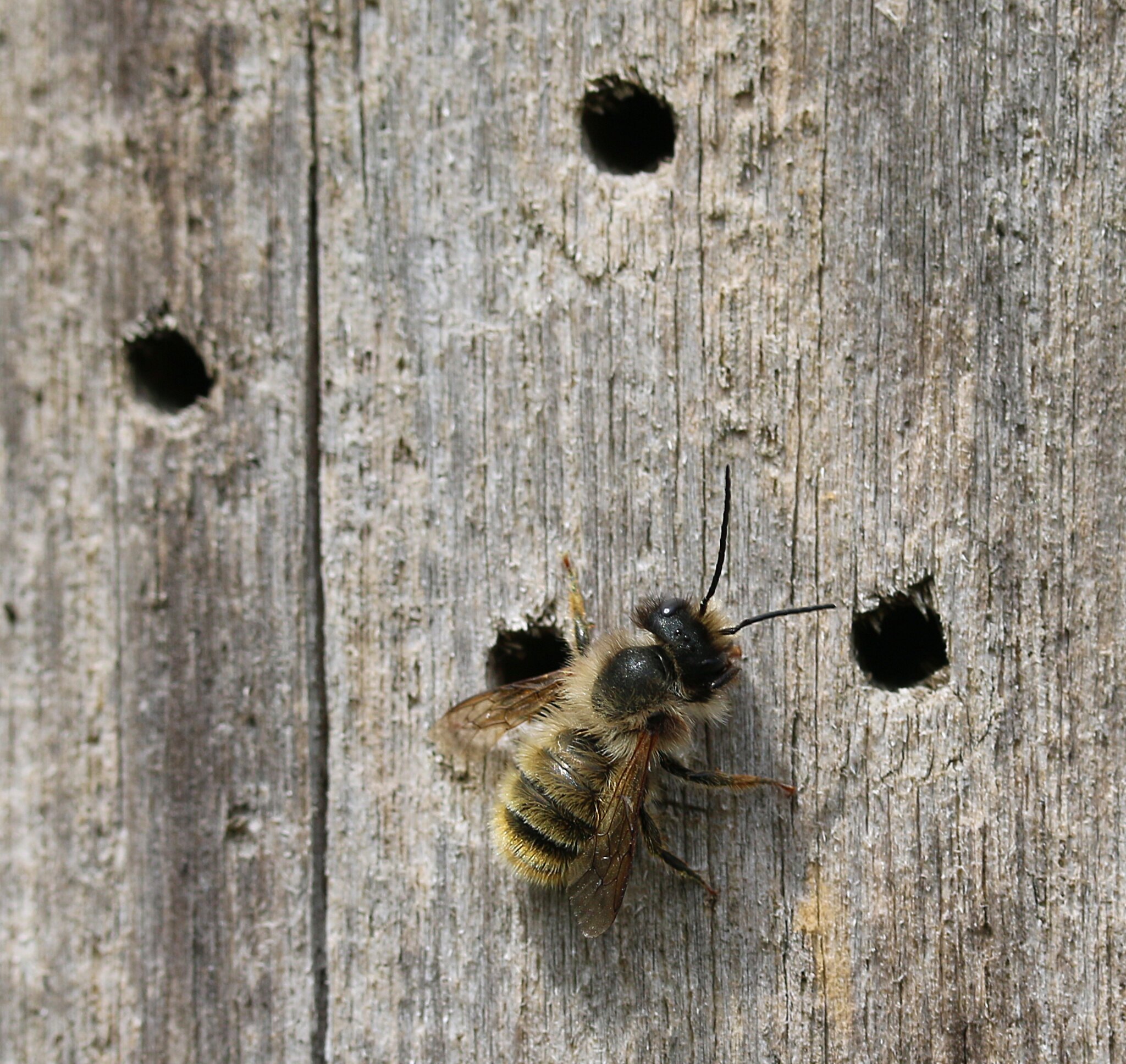 Red Tailed Mason Bee on a wooden fence with four holes drilled in it.