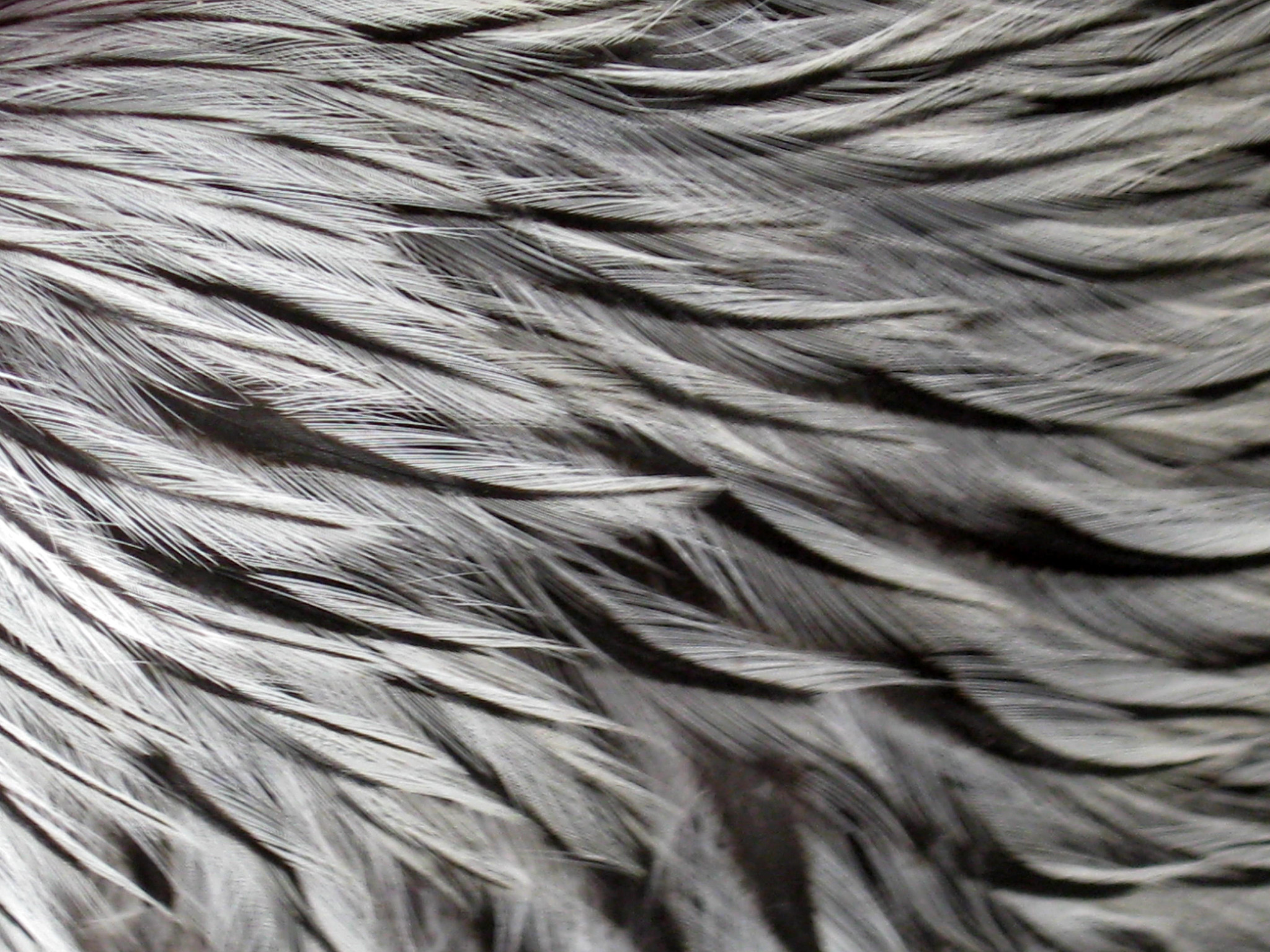 Close up of black and white rooster feathers.