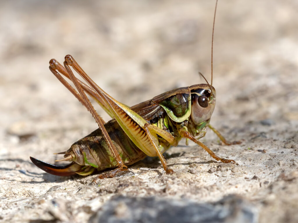 A brown and green cricket with long rear legs and an upturned hook at the end of the abdomen. 