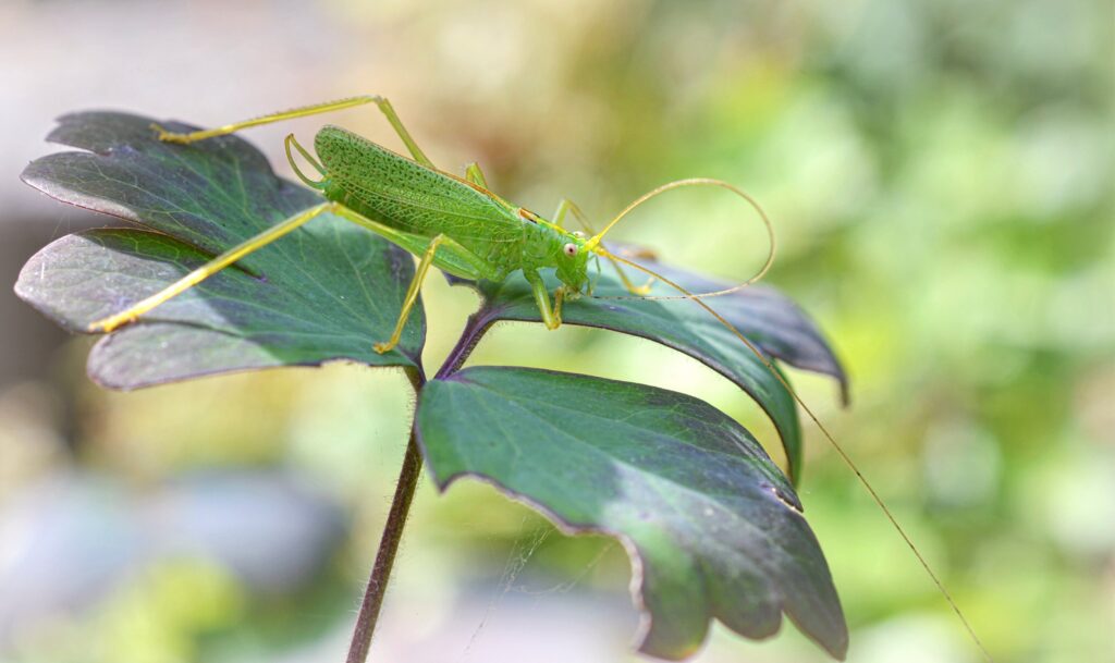 A small, lime green cricket is sat on three leaflets. It has very long, flexible antennae that are trailing off of the leaf and long, yellow legs