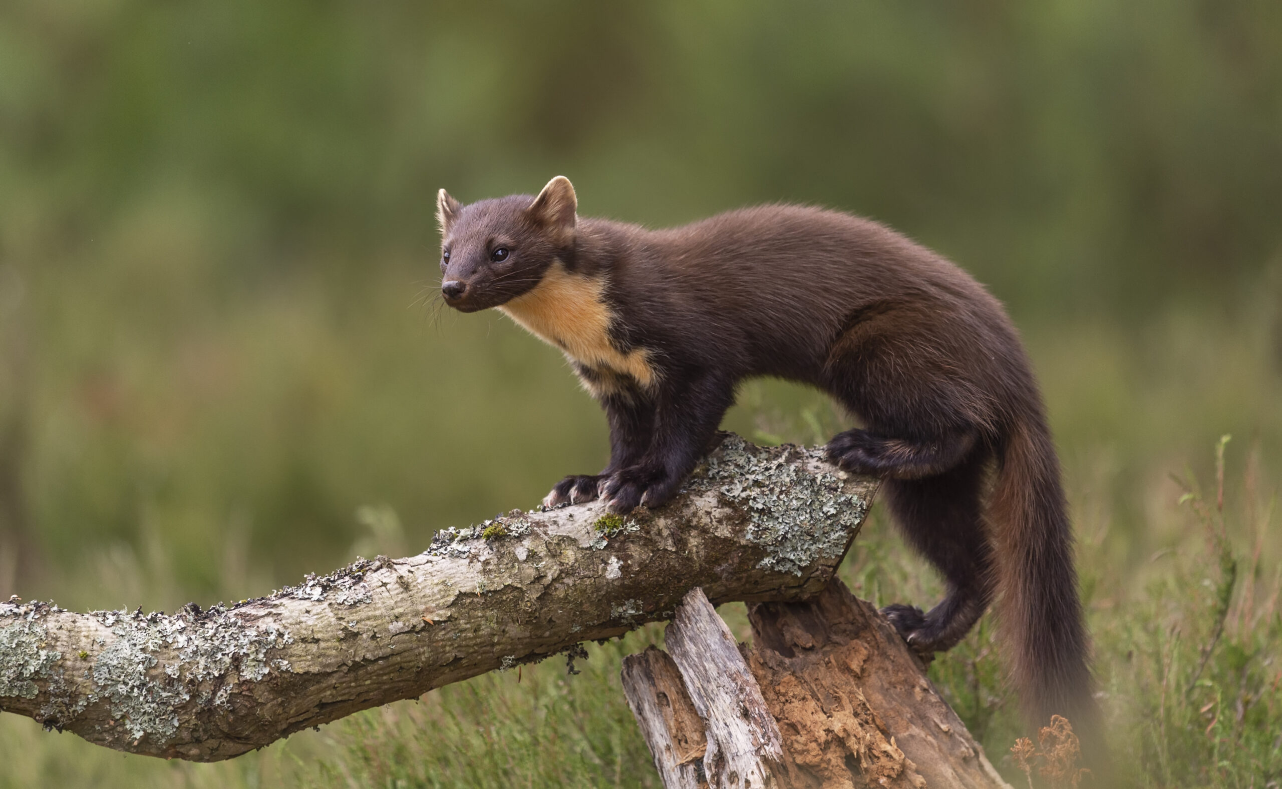 A pine marten is standing on a fallen tree in a green field. It has a long, fluffy tail and its fur is chocolate brown. Under the chin and chest is a creamy yellow colour and it has large pointy ears.