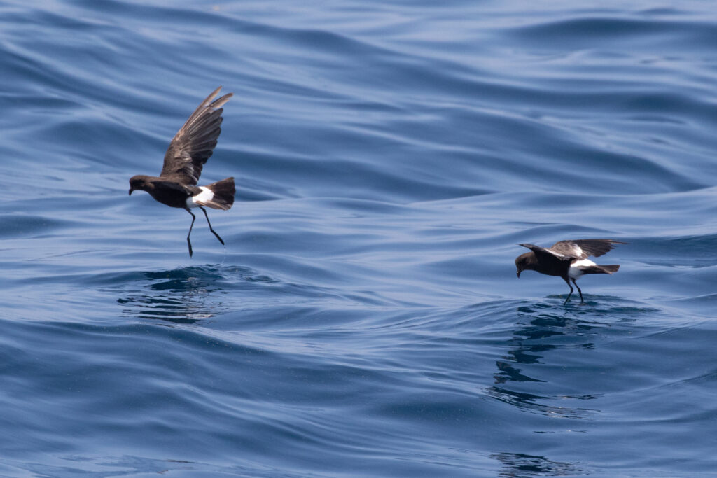 two small brown-black birds are flying above the sea surface, they have their wings outstretched and a bar of white feathers at the base of their tail