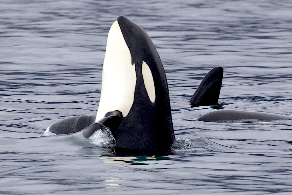 Killer Whale (Orcinus orca) by Gregory "Slobirdr" Smith, via flickr.