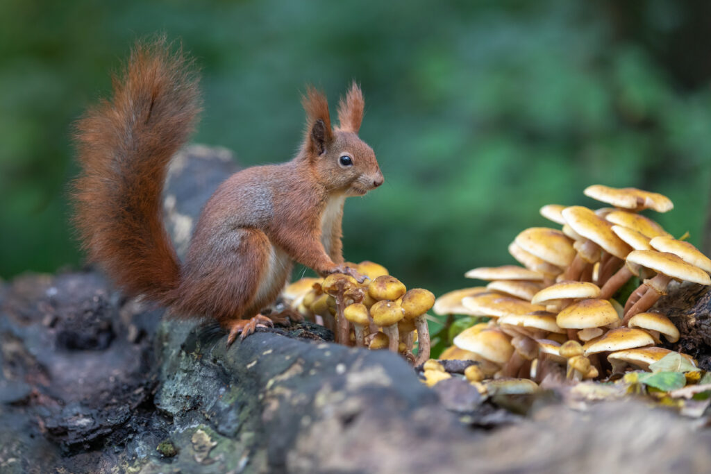 A red squirrel is perched on tree roots looking at the camera. It has bright orange fur. an upright fluffy tail and very fluffy ears. 