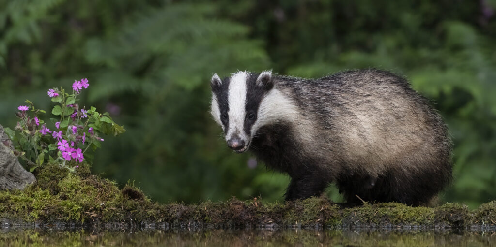 A badger is standing on a mossy bank next to a body of water, there is a pink flower on its left side and it is facing the camera