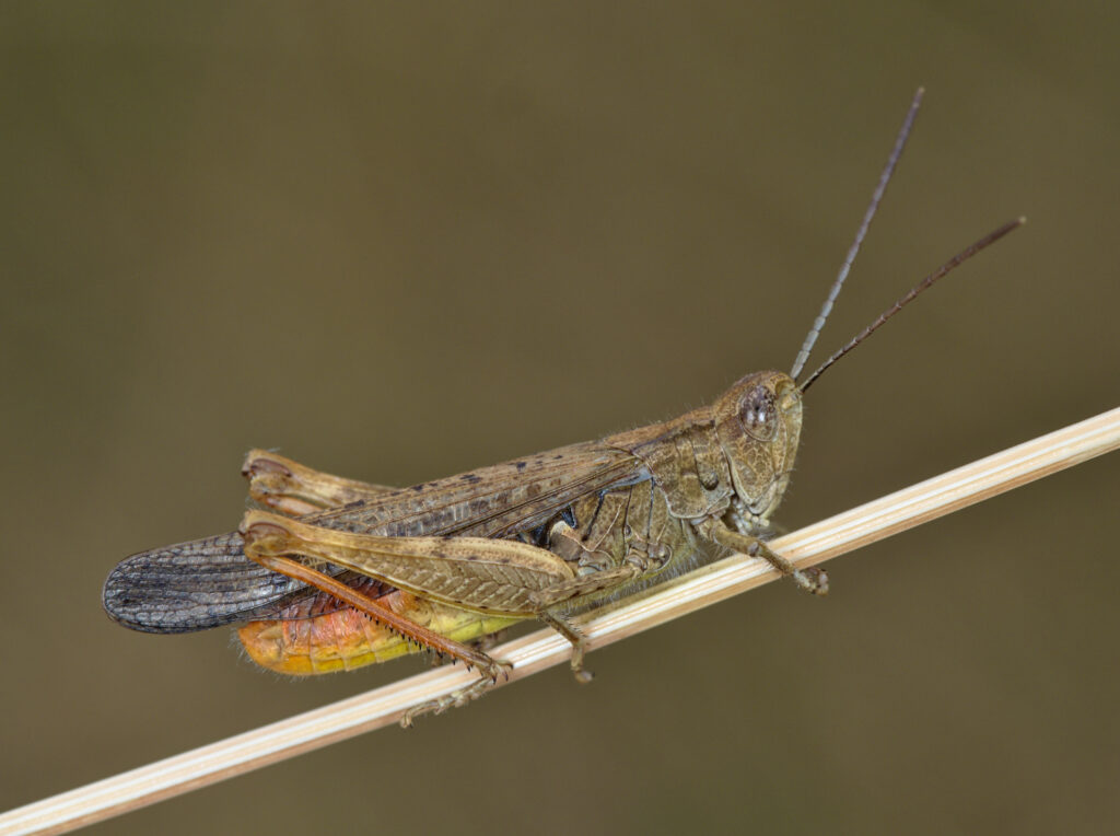 A brown grasshopper is sat on a small twig, it is dull in colour but has a vibrant yellow-orange abdomen under a darker wing