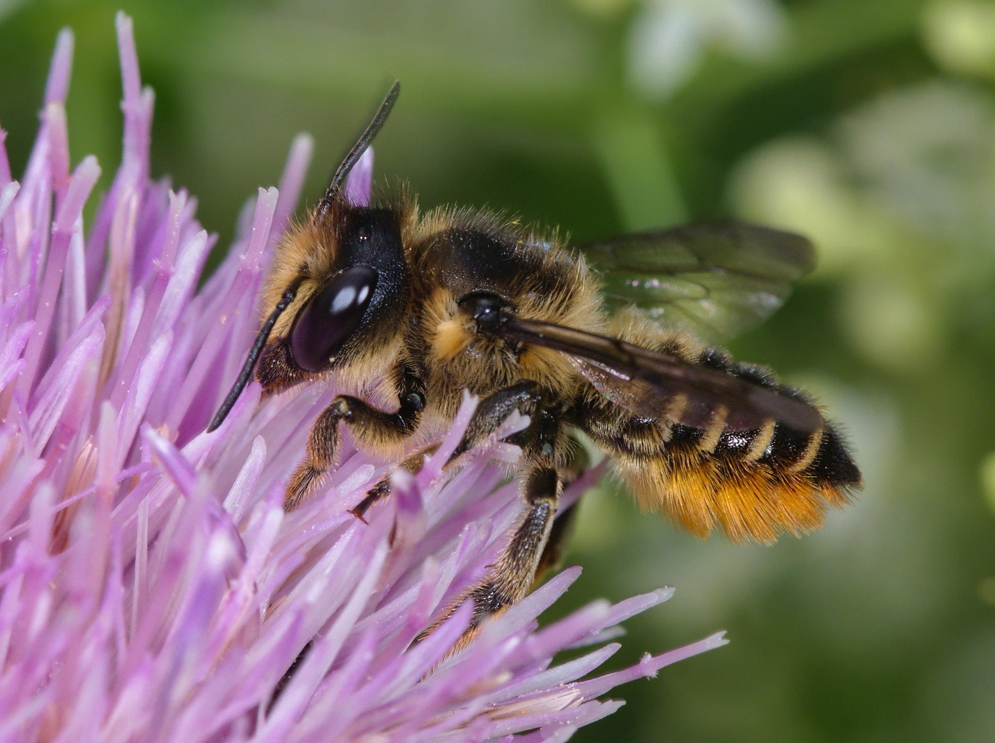 Megachile centuncularis harvesting pollen from a pink flower.