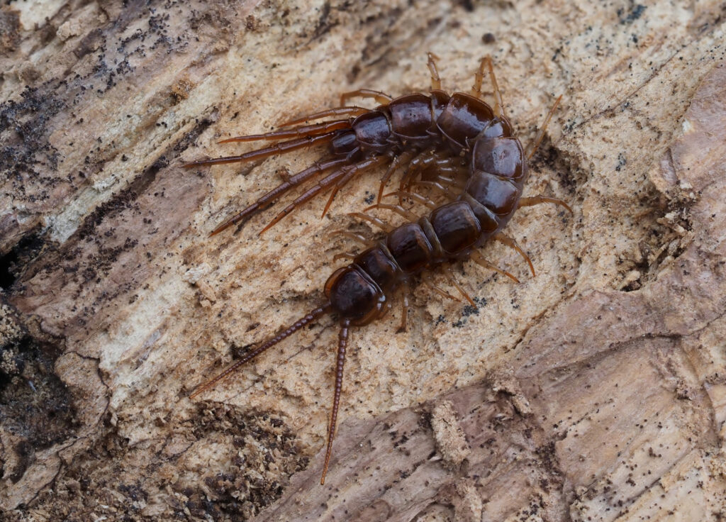 A small orange-brown centipede on a piece of wood, curled up in a c shape