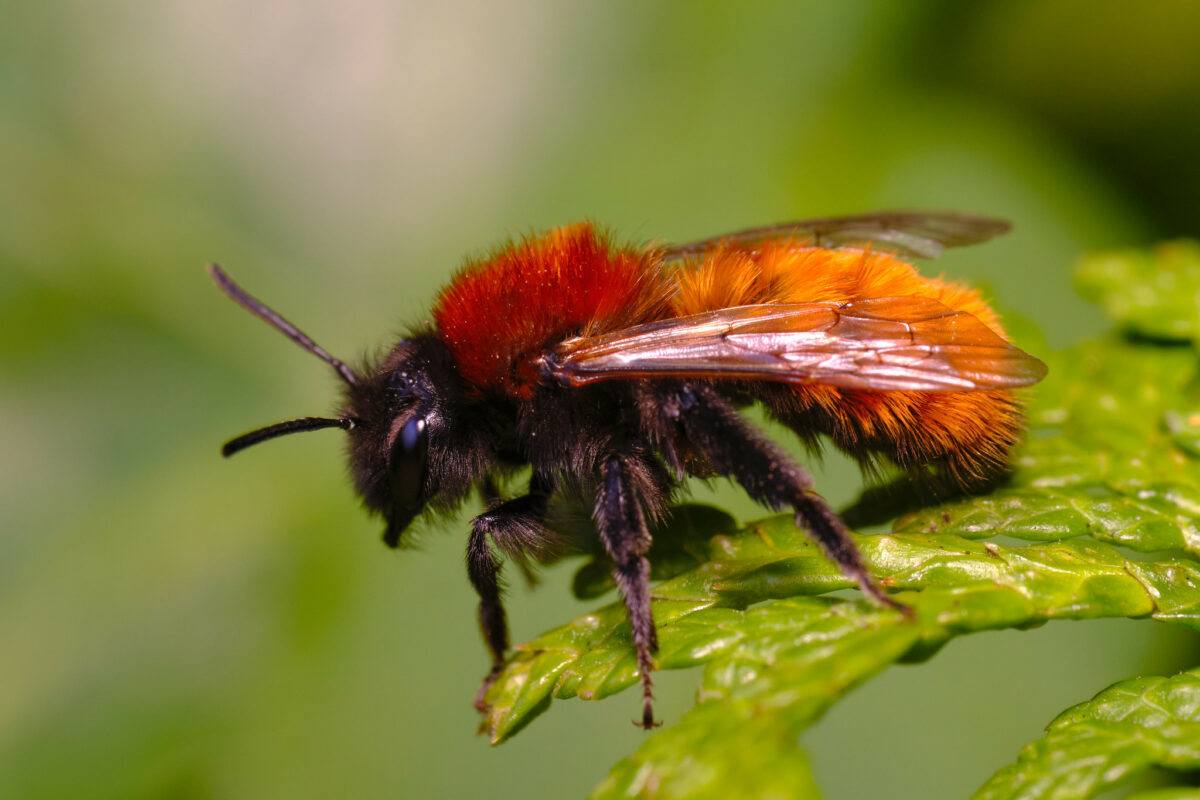 A female tawny mining bee on a leaf.