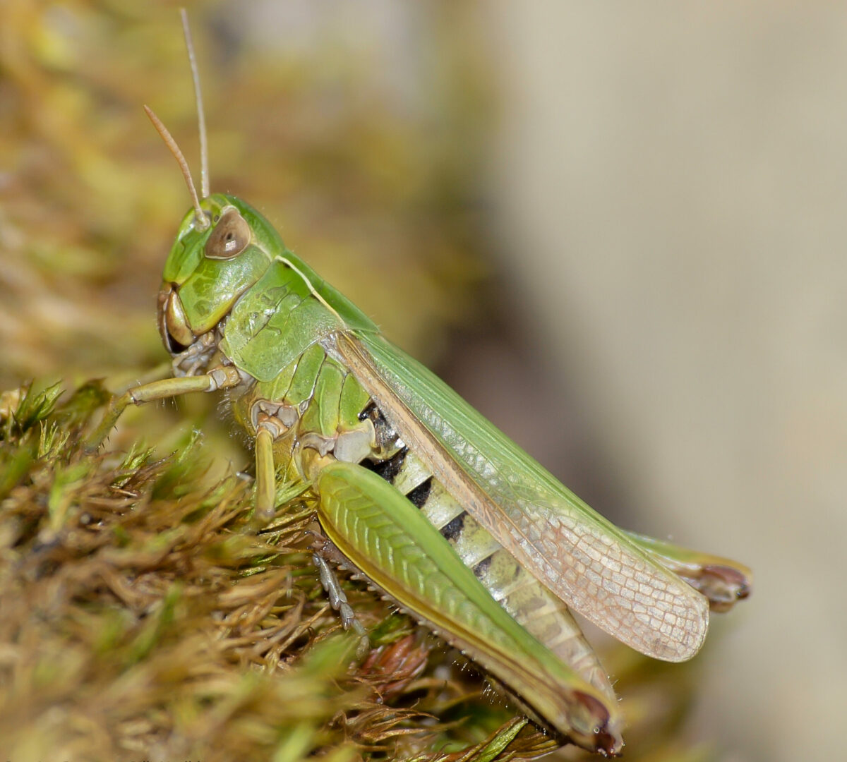 A green grasshopper is standing on a bed of moss, it is light green in colour with dark brown striping on its abdomen