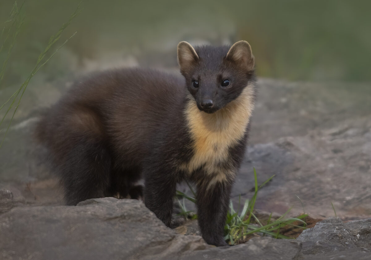 A chocolate brown pine marten is looking past the camera. It is standing on rocks and has a yellow-cream patch on its chest and throat