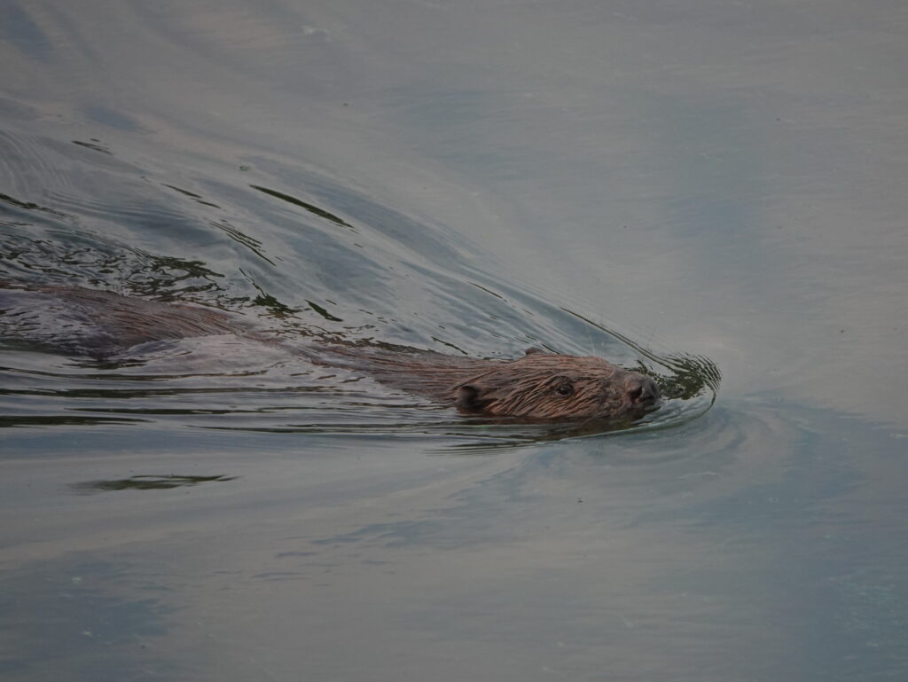 A beaver is swimming through a body of water leaving a wake behind it. Only the nose, top of the head and back are visible. It is covered in brown fur, with small brown ears, small dark eyes and a large button nose. 