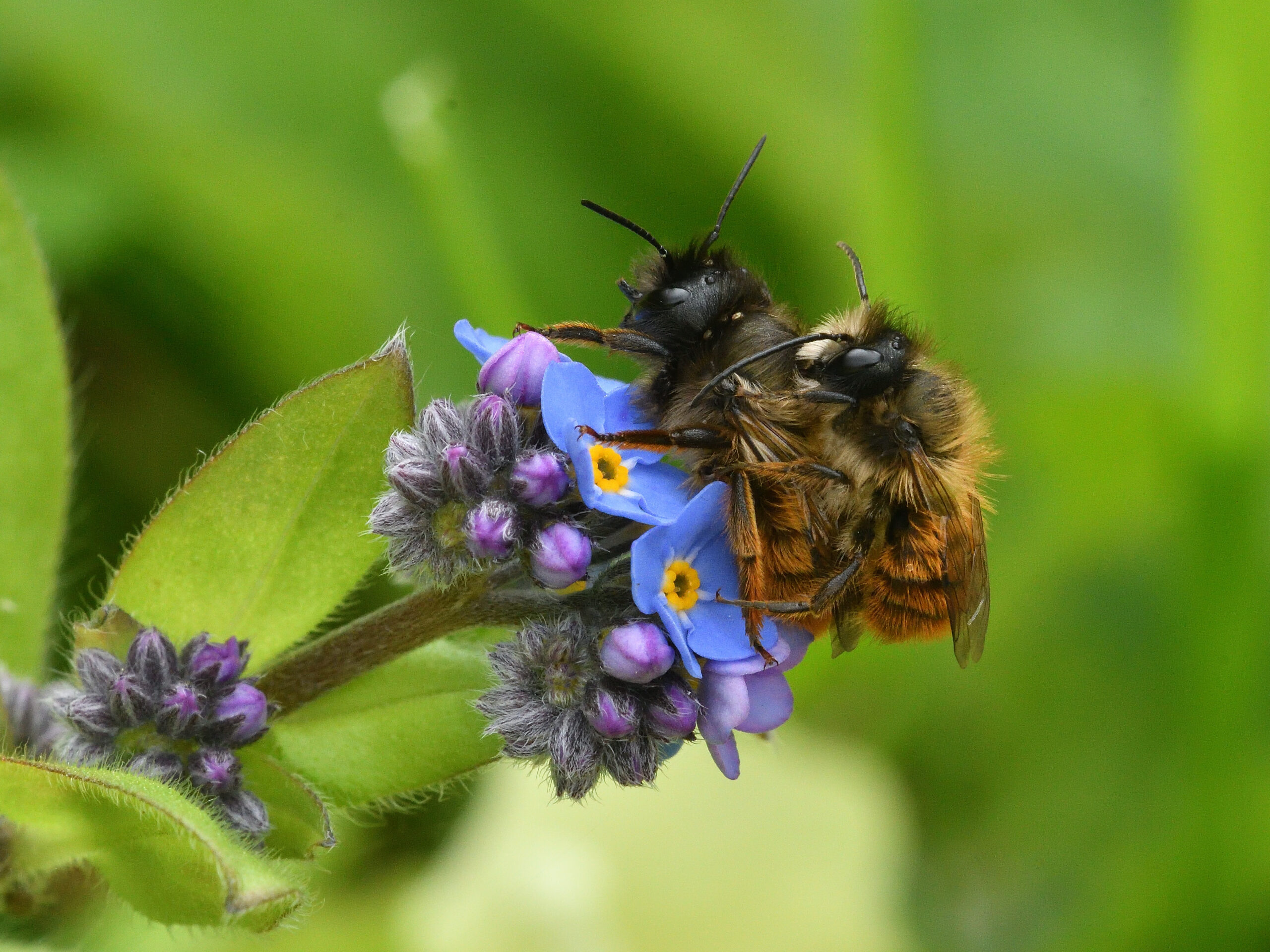 Two small, orange bees are sat on a head of purple flowers. One is sat on top of the other bee.