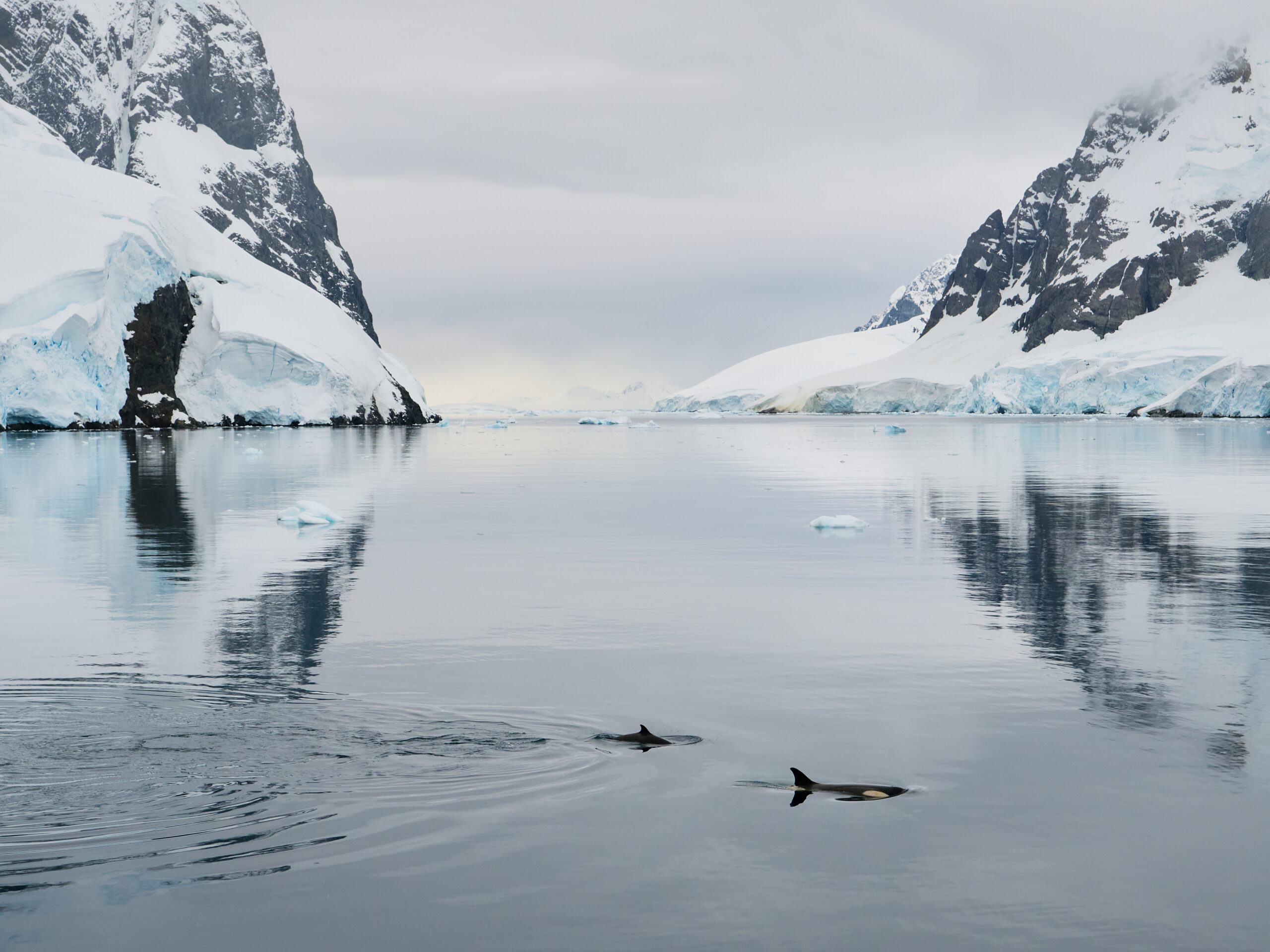 Orcas in the Lemaire Channel, Antarctica, surrounded by icebergs.