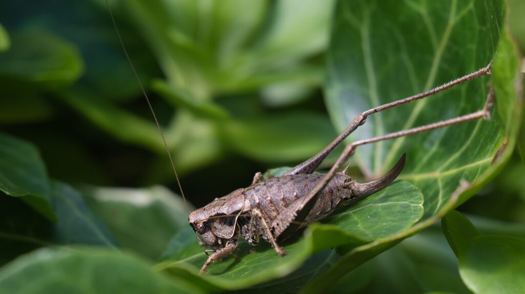 A dark brown cricket is standing on a large leaf. It has very long thin antennae and a curved, pointed spine at the end of its body. Its long rear legs are outstretched, standing on another leaf