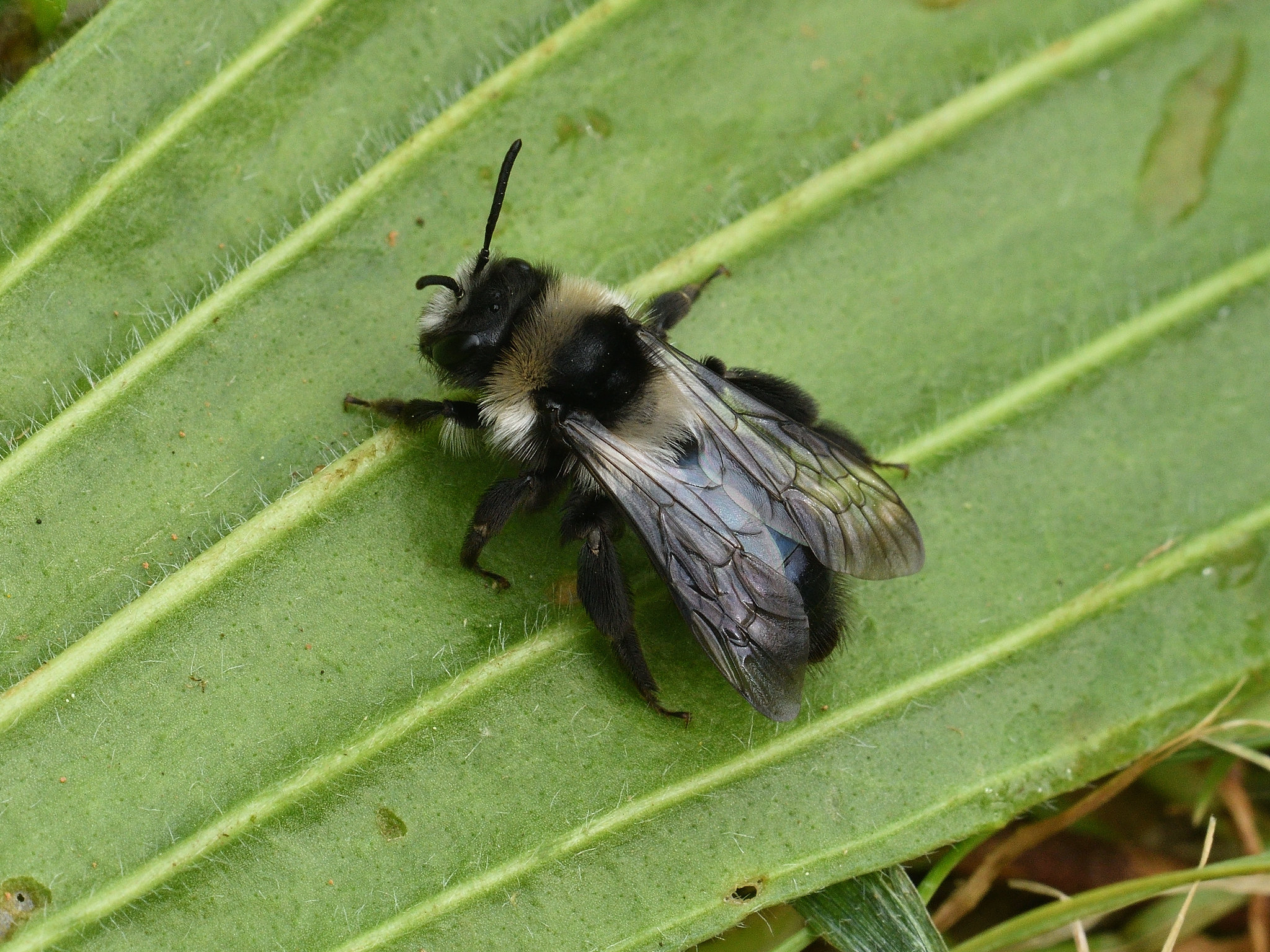 Ashy Mining Bee on a ribbed, green leaf.