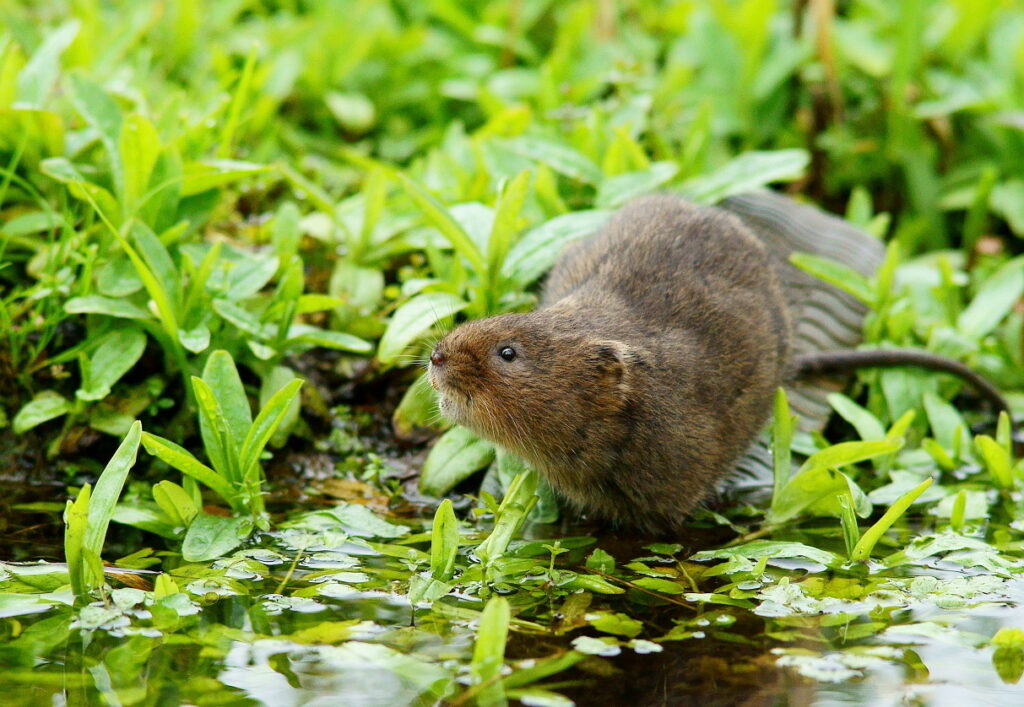 A small brown water vole with a long tail is standing on the edge of a shallow body of water. It is looking to one side, and is surrounded by small plants and foliage.