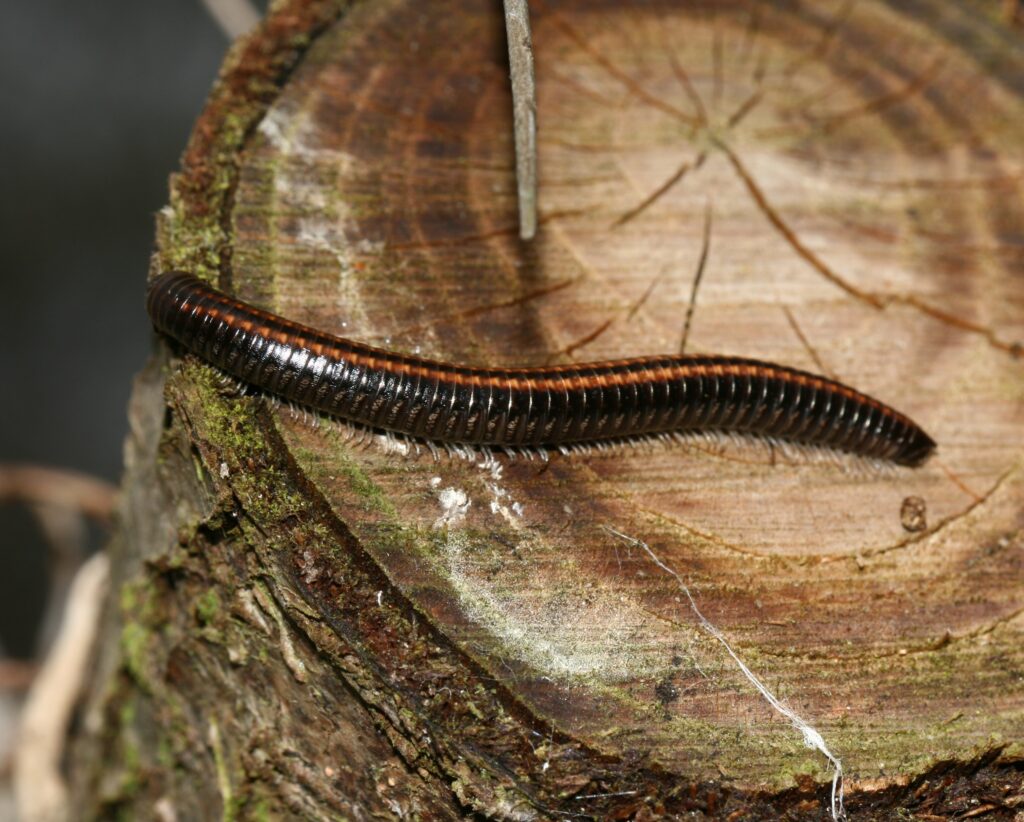 a brown millipede with two orange stripes running down its body on its back. it is walking across a tree stump