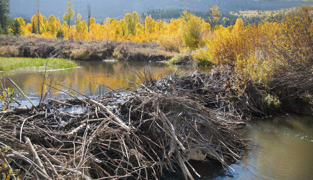 A mound of sticks and twigs laid by beavers across a river to create a dam. The trees in the background are yellow and autumnal