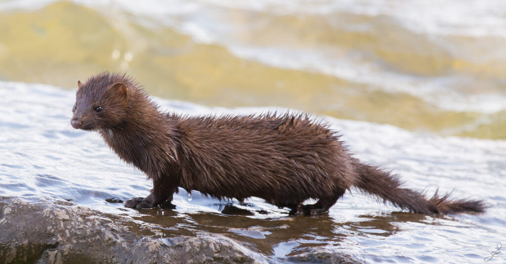 A long, brown mammal is standing on a rock in the river. It has a long tail and its fur is wet