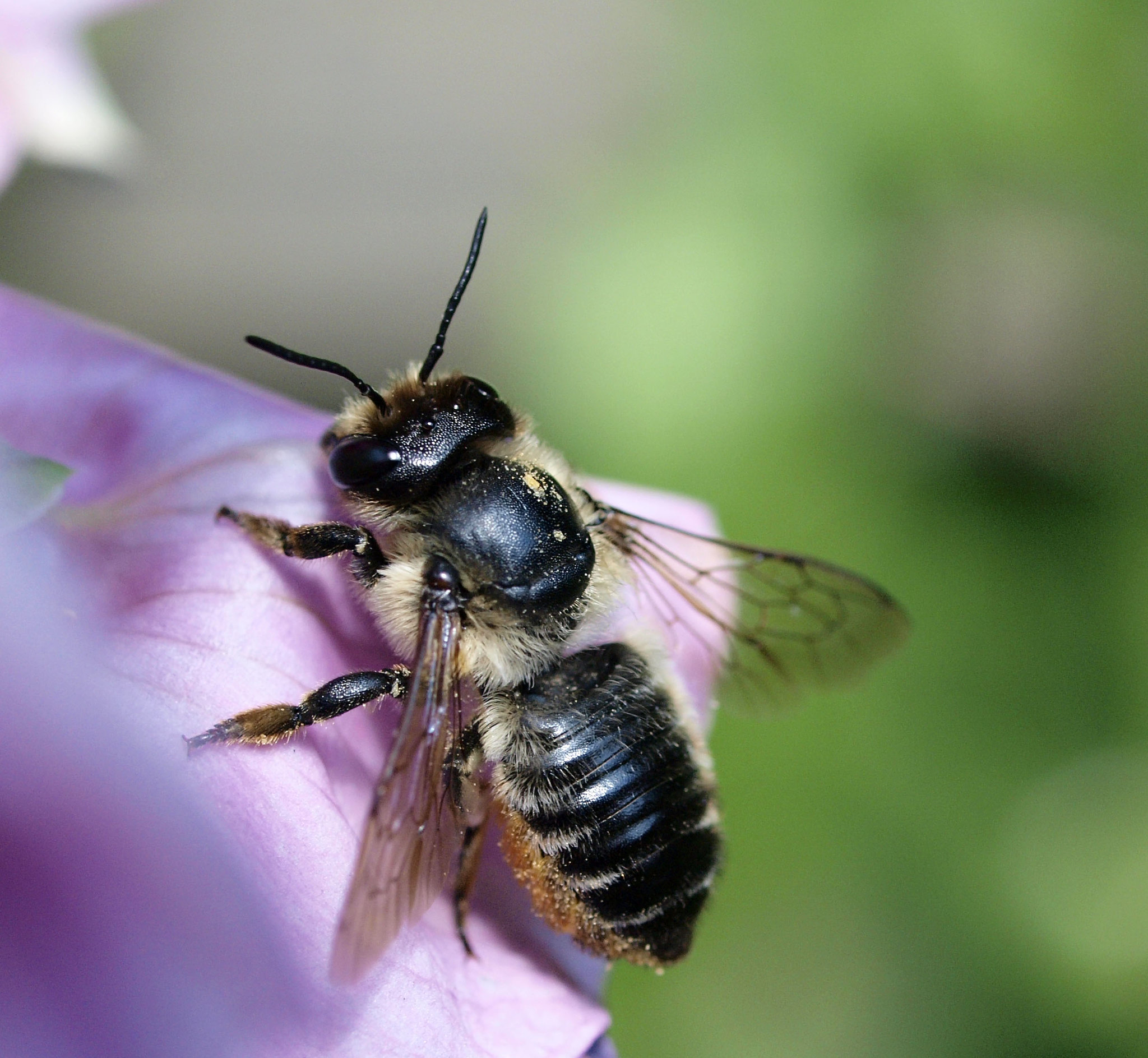 Megachile willughbiella female bee on the petal of a pink flower.