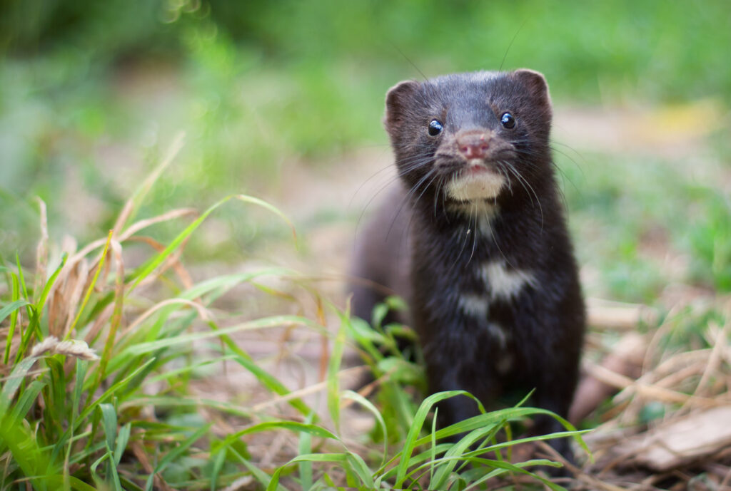 A chocolate-brown mink with a patchy white chin and chest is standing behind a small patch of grass staring at the camera.