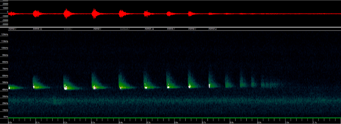 Common pipistrelle calls shown on a sonogram as a bat flies away from the recorder.