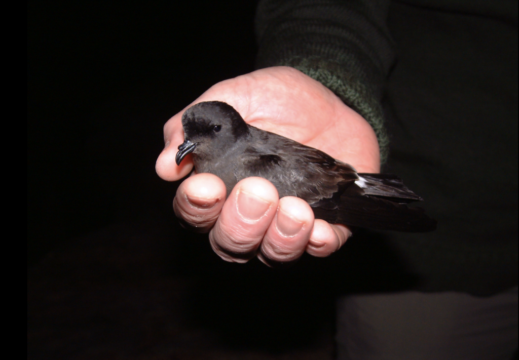 A small black bird in a hand