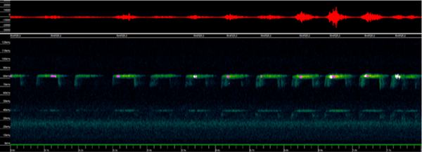 Two greater horseshoe bat calls shown on a sonogram.