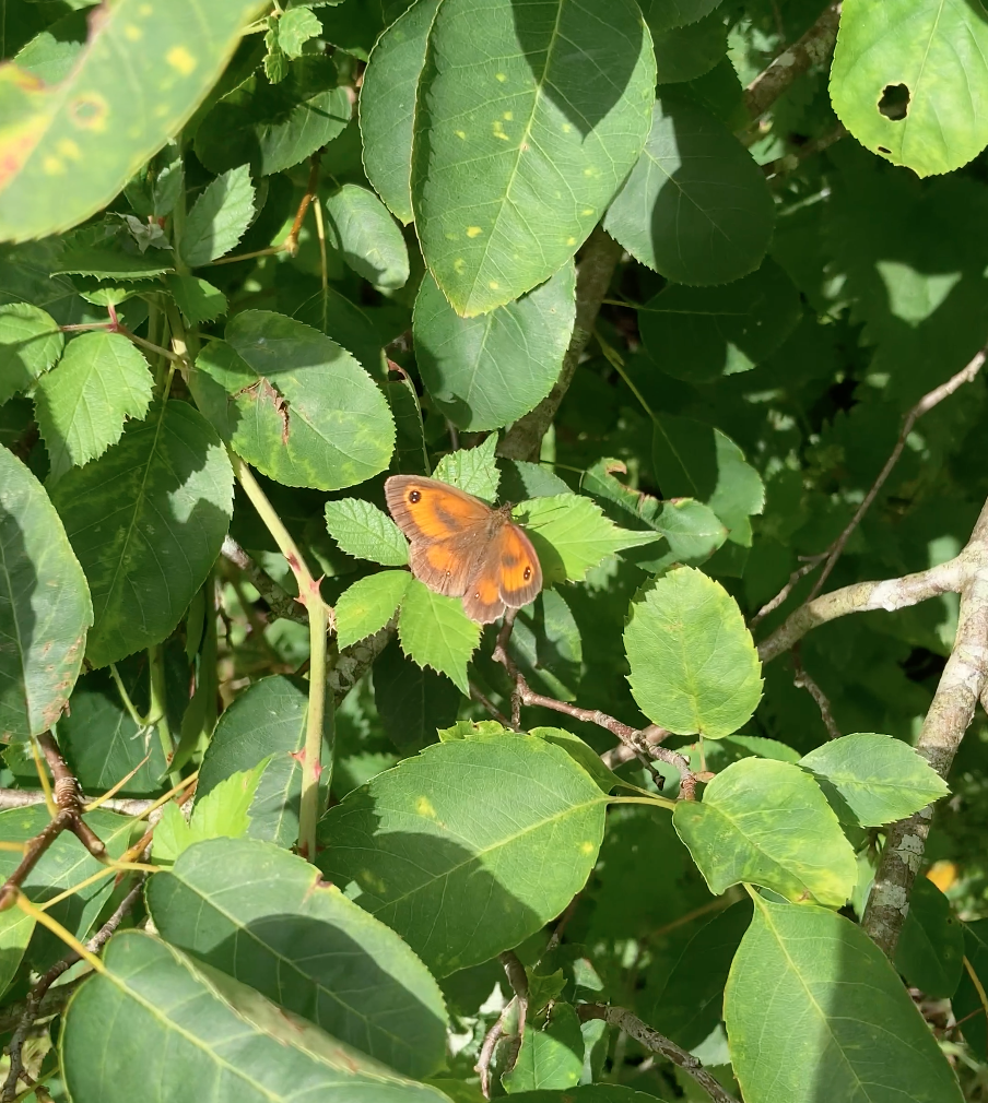 a brown and orange butterfly sun bathing in a bush