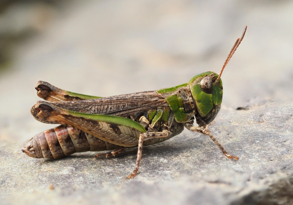 a brown and green grasshopper. it has small antennae a green head and green patches on the thorax and rear legs. the rest of the body is mottled brown in colour