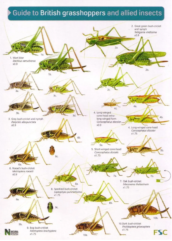 A collection of drawings of grasshoppers and crickets to help with identification in field