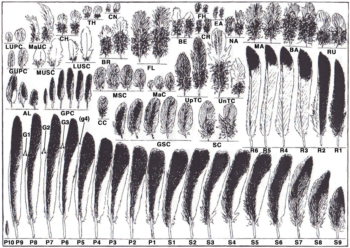 Hansen Feather Template.