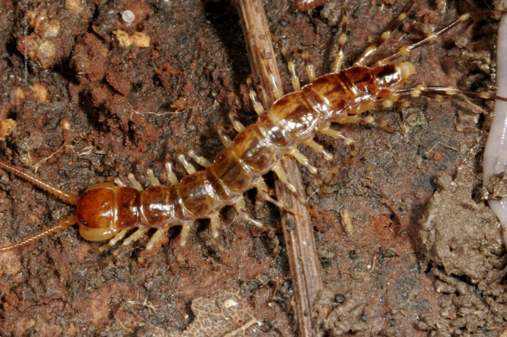 A brown centipede with striped legs is crawling over a stick on muddy floor, it has many legs and a large head