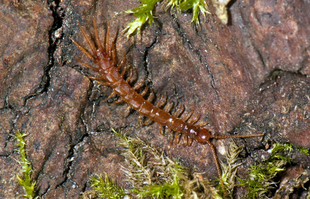 an orangey brown centipede with many legs on a rock