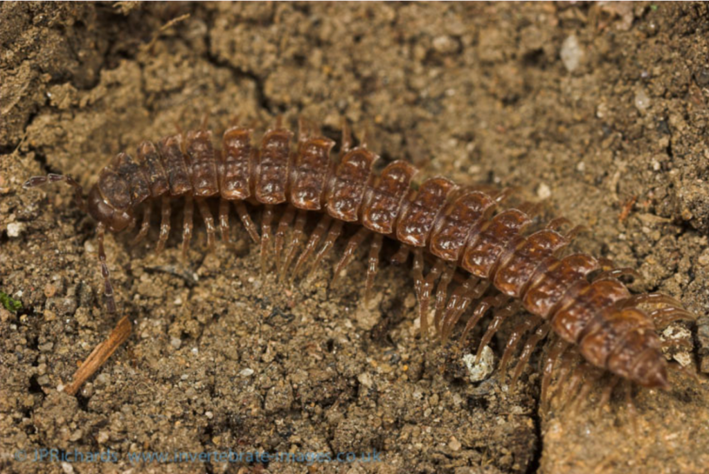 a flat, armoured millipede with many legs and segments walking along muddy ground